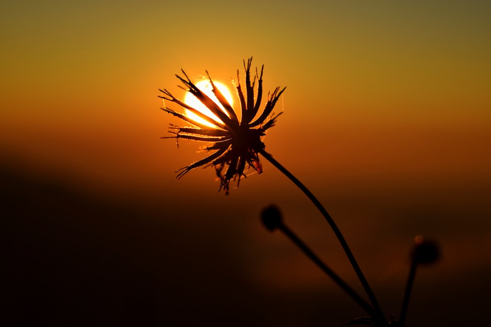 silhouette photo of leafed plant