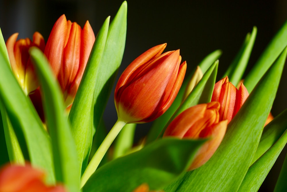 close up photo of orange flower