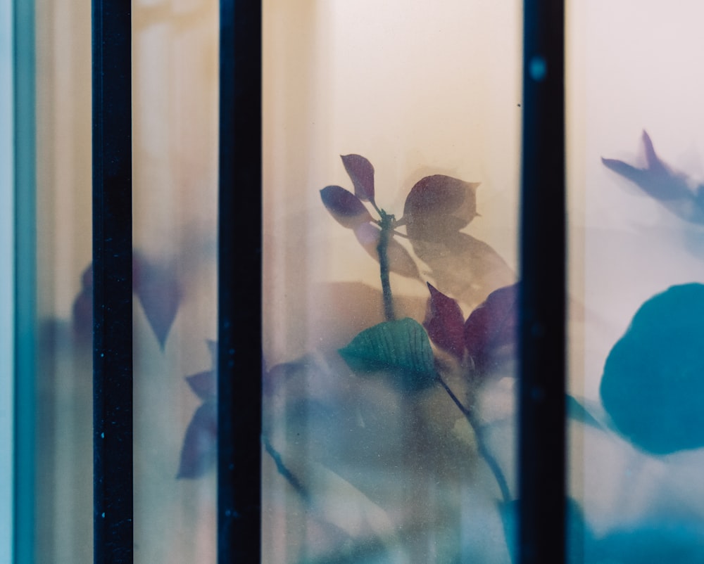 green plants near window