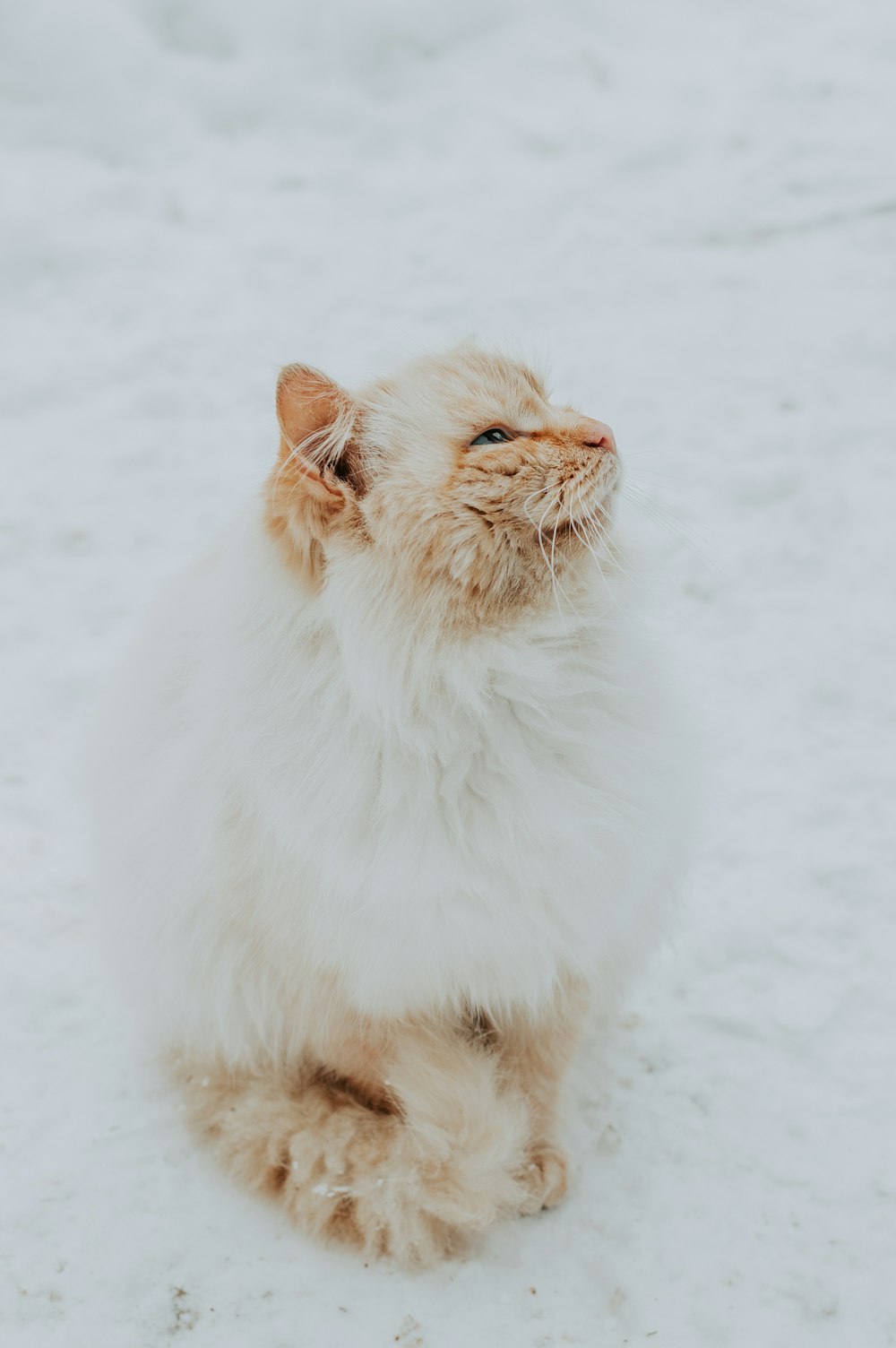 orange Persian cat sitting on snow field