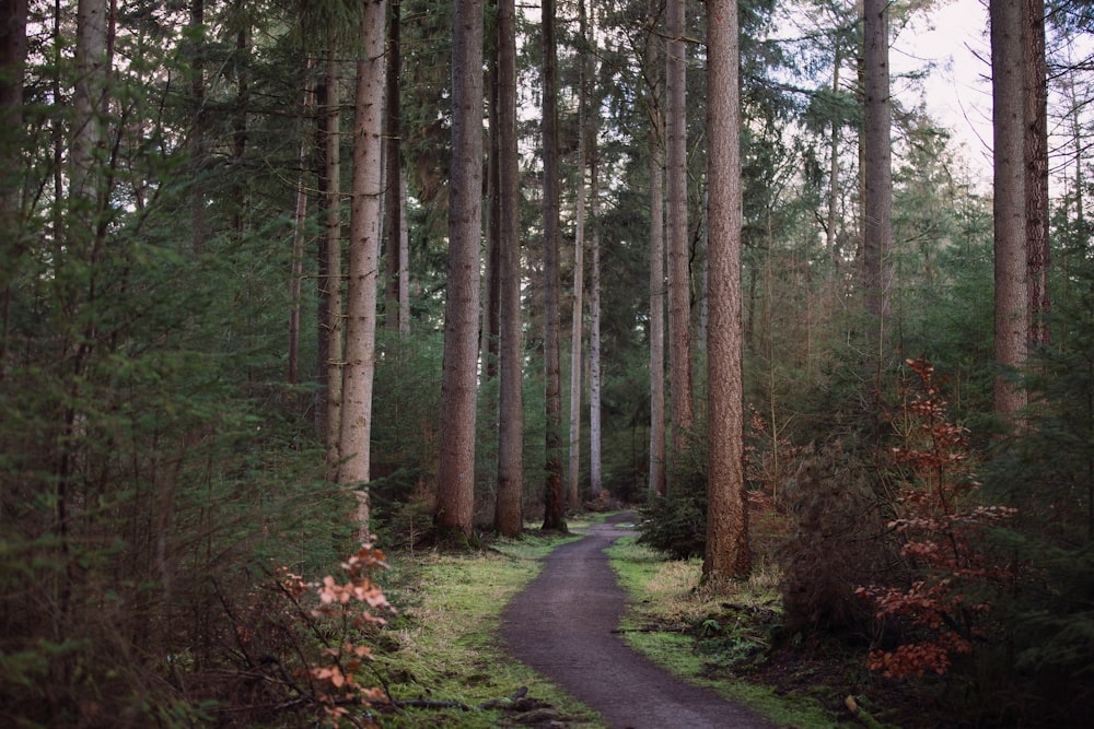 empty road beside tress