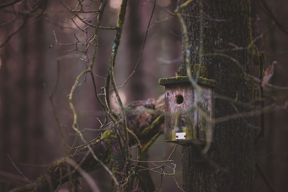Casa de pájaros en el árbol