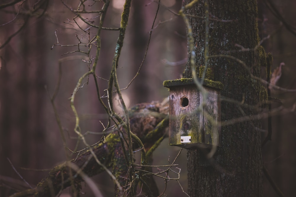 bird house on tree