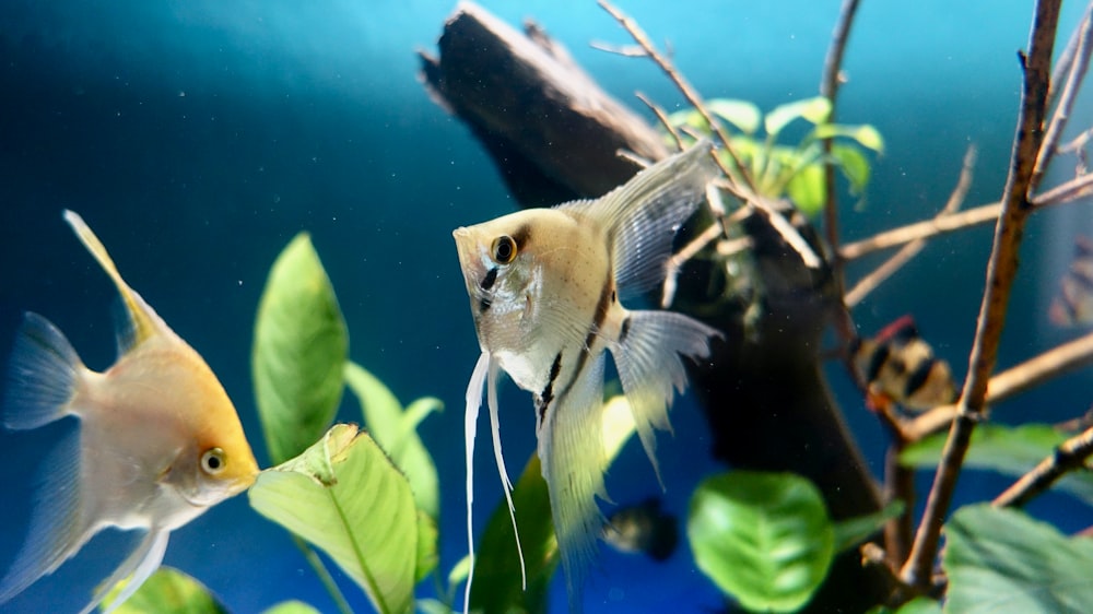 two white angel fish inside fish tankl