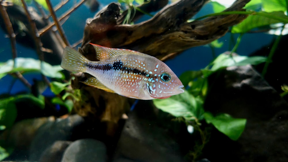 gray and pink fish swimming near plants