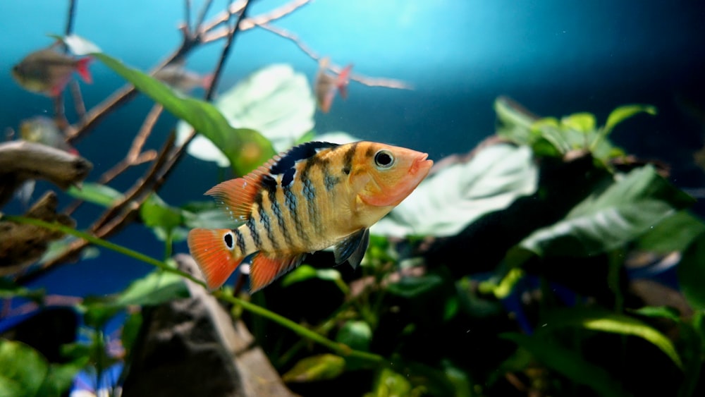 yellow and black fish