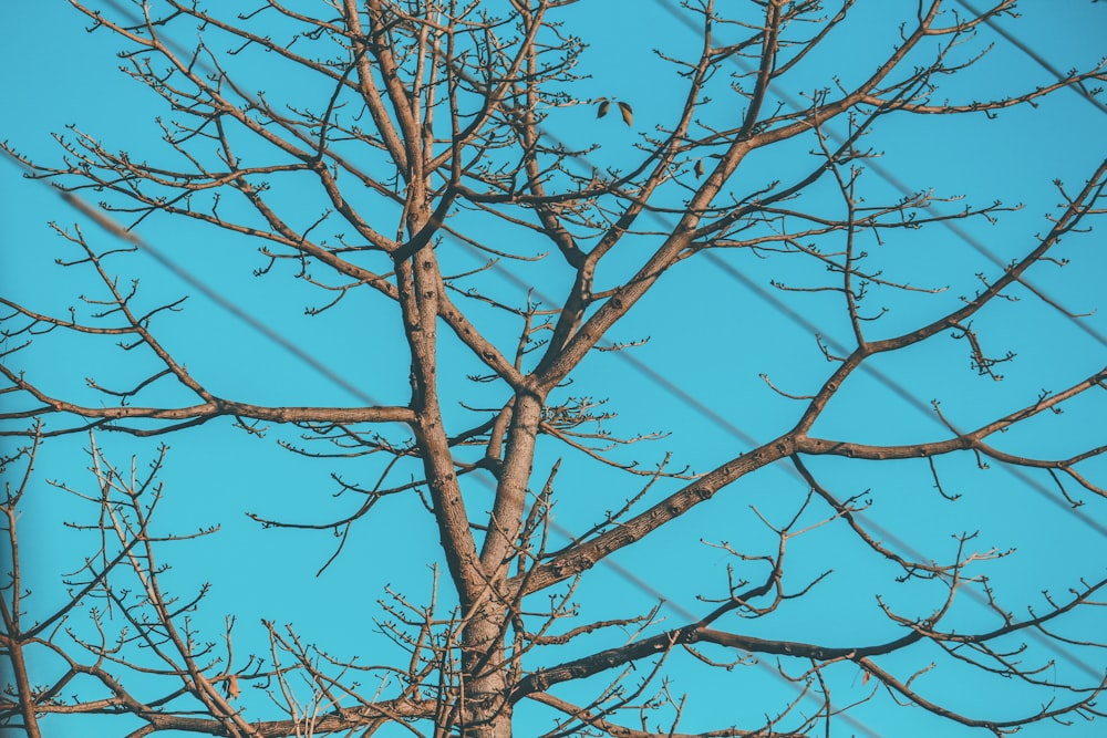 bare tree under green sky