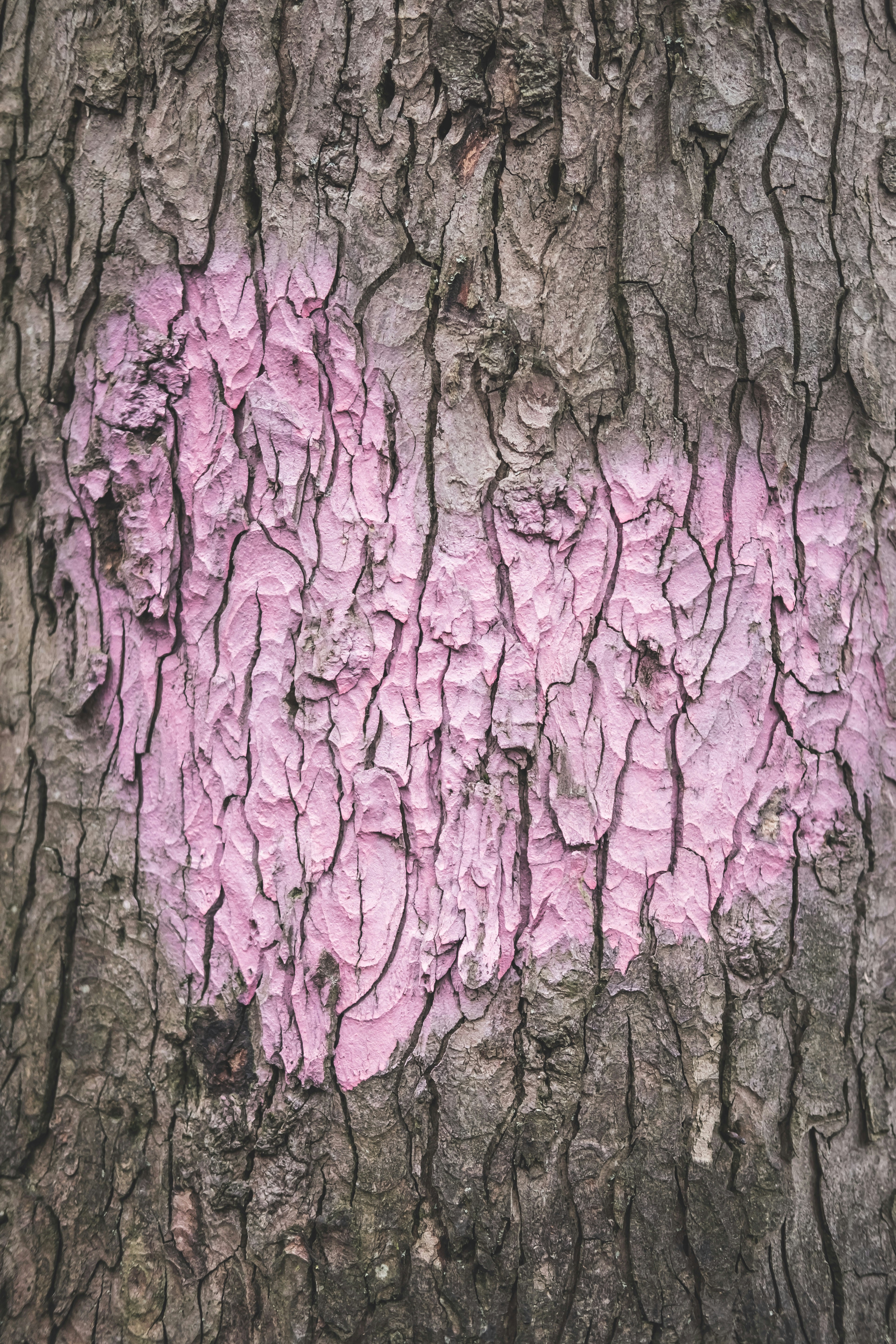 500 Love Heart Pictures Download Free Images On Unsplash