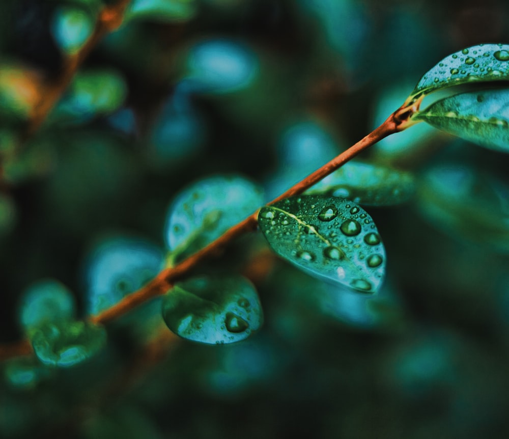 tilt shift focus photography of green plant with water dew