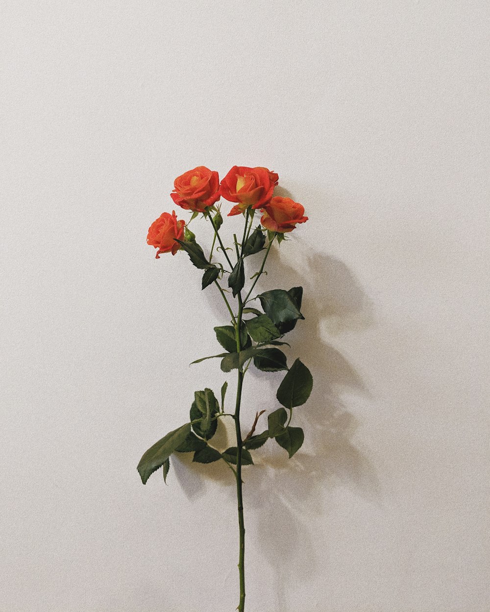 four orange-petaled flowers