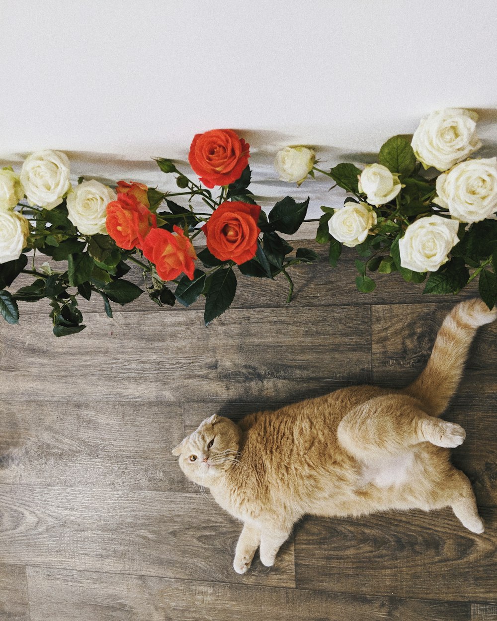 orange tabby cat lying on floor near red and white roses flowers