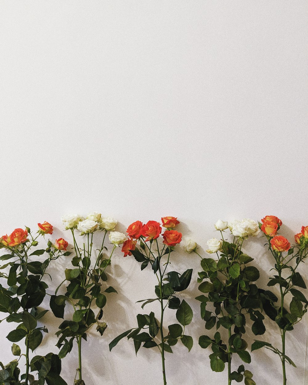 Flores de rosas rojas y blancas