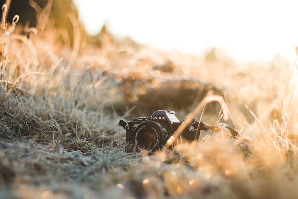 Canon DSLR camera on top of green grass