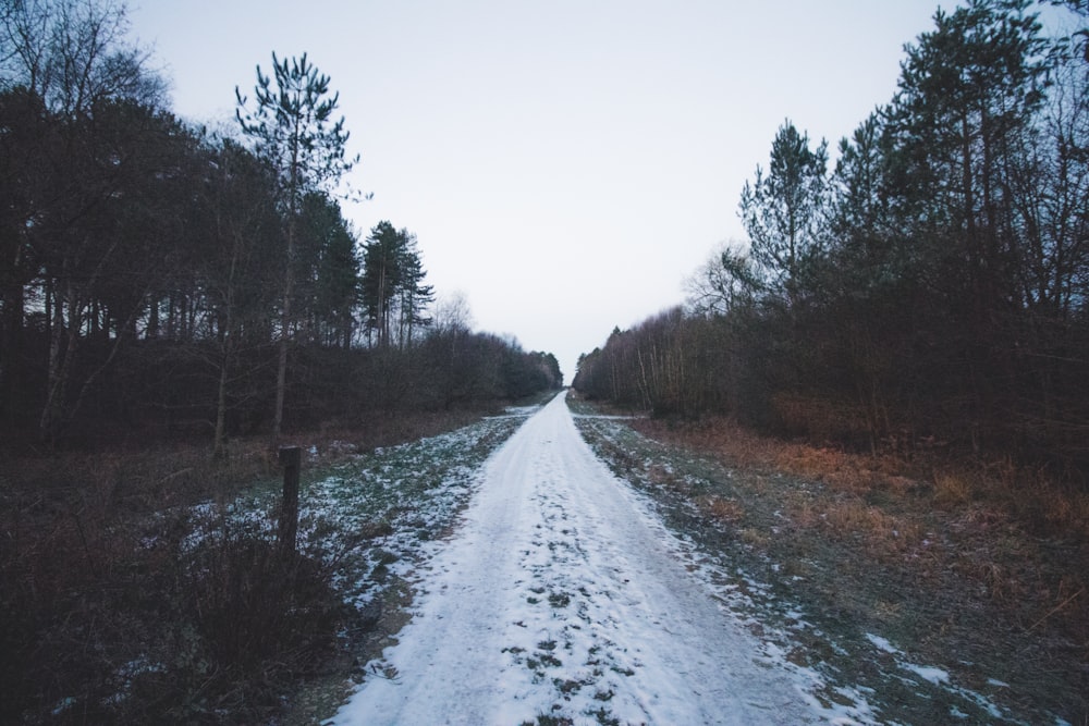 empty road with trees on sides