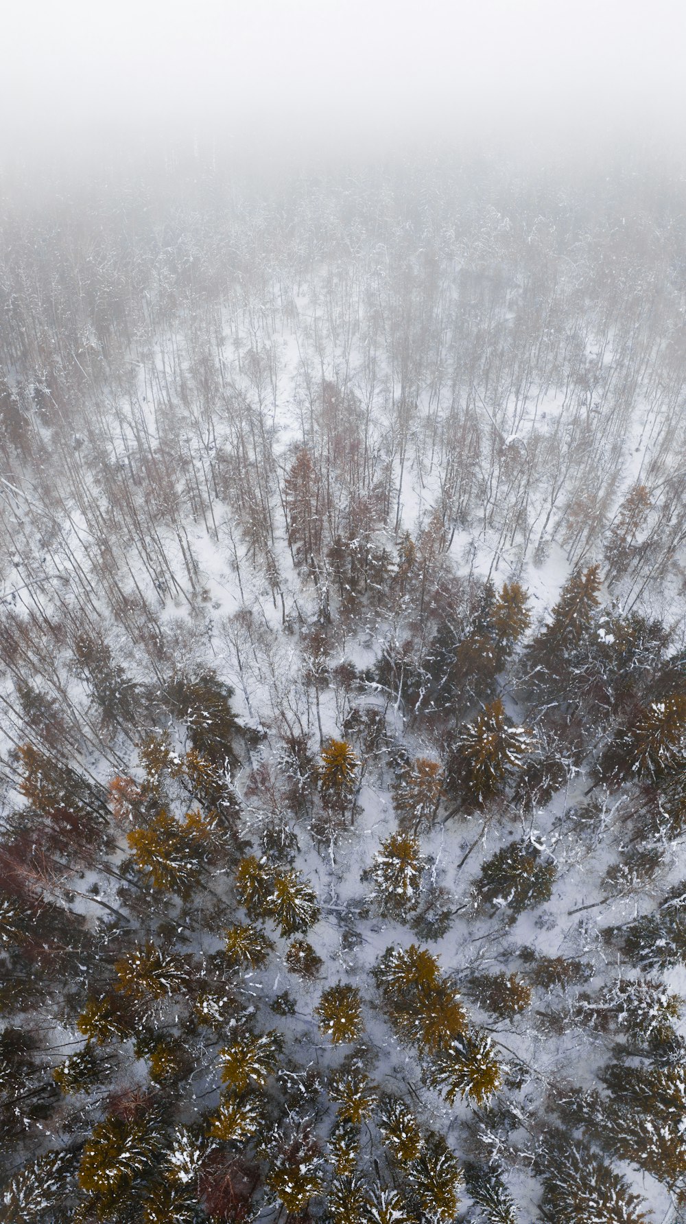 an aerial view of a snow covered forest