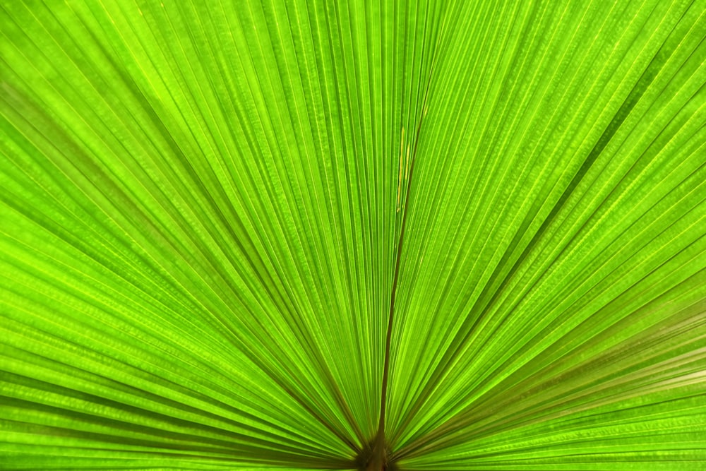 green leaf on focus photography