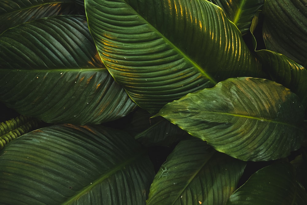 green leaves on focus photography