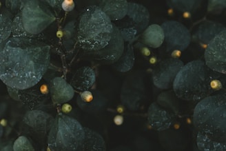 Dark green leaves with visible veins are scattered throughout the image, interspersed with small, round fruits that are yellowish in color. The foliage appears lush and dense, creating a sense of depth and texture.