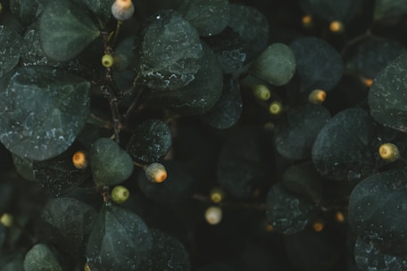 Dark green leaves with visible veins are scattered throughout the image, interspersed with small, round fruits that are yellowish in color. The foliage appears lush and dense, creating a sense of depth and texture.