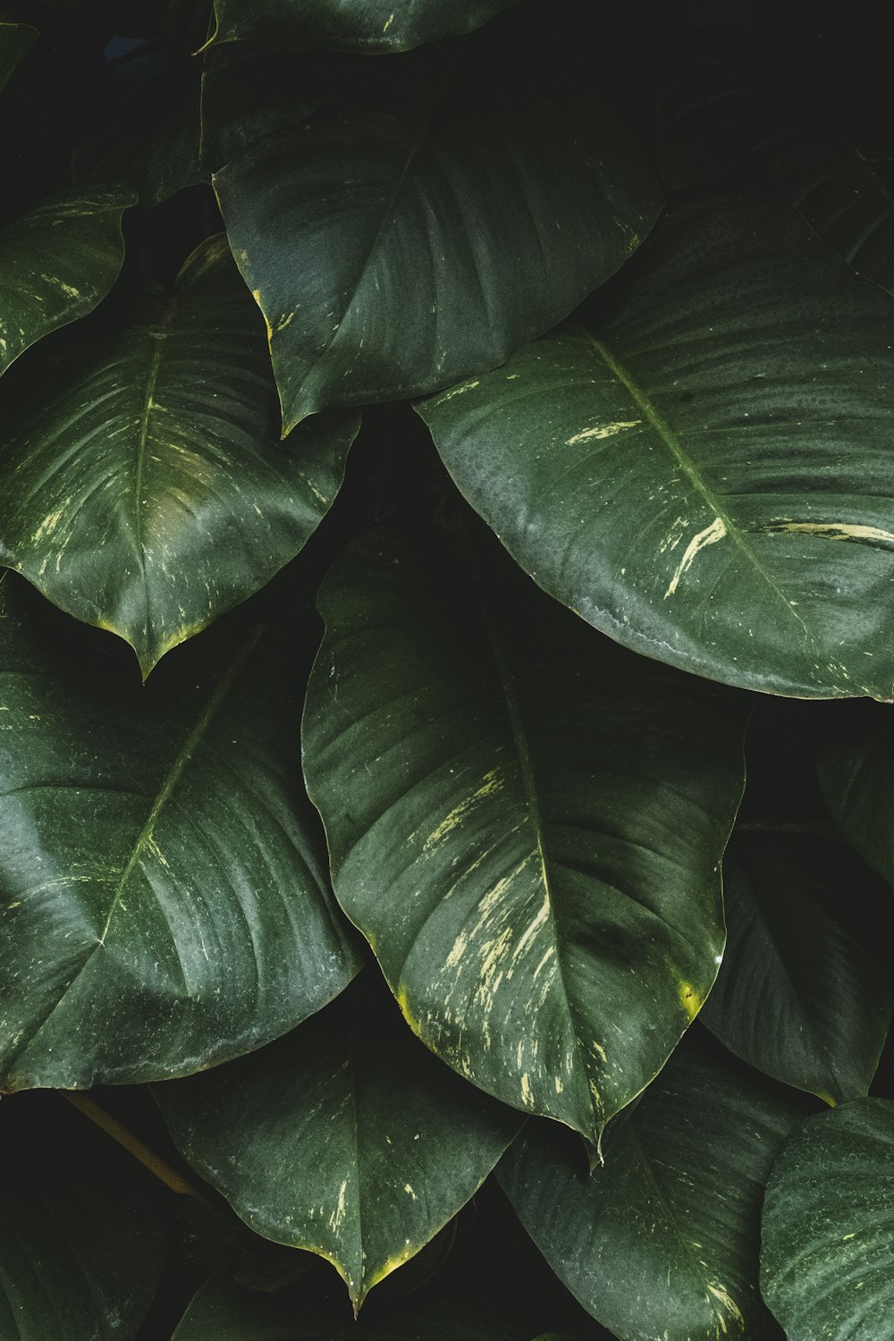 green-leafed plants