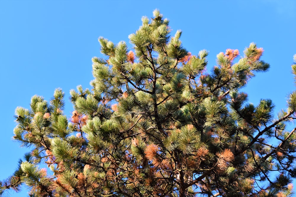 green fine tree under blue sky