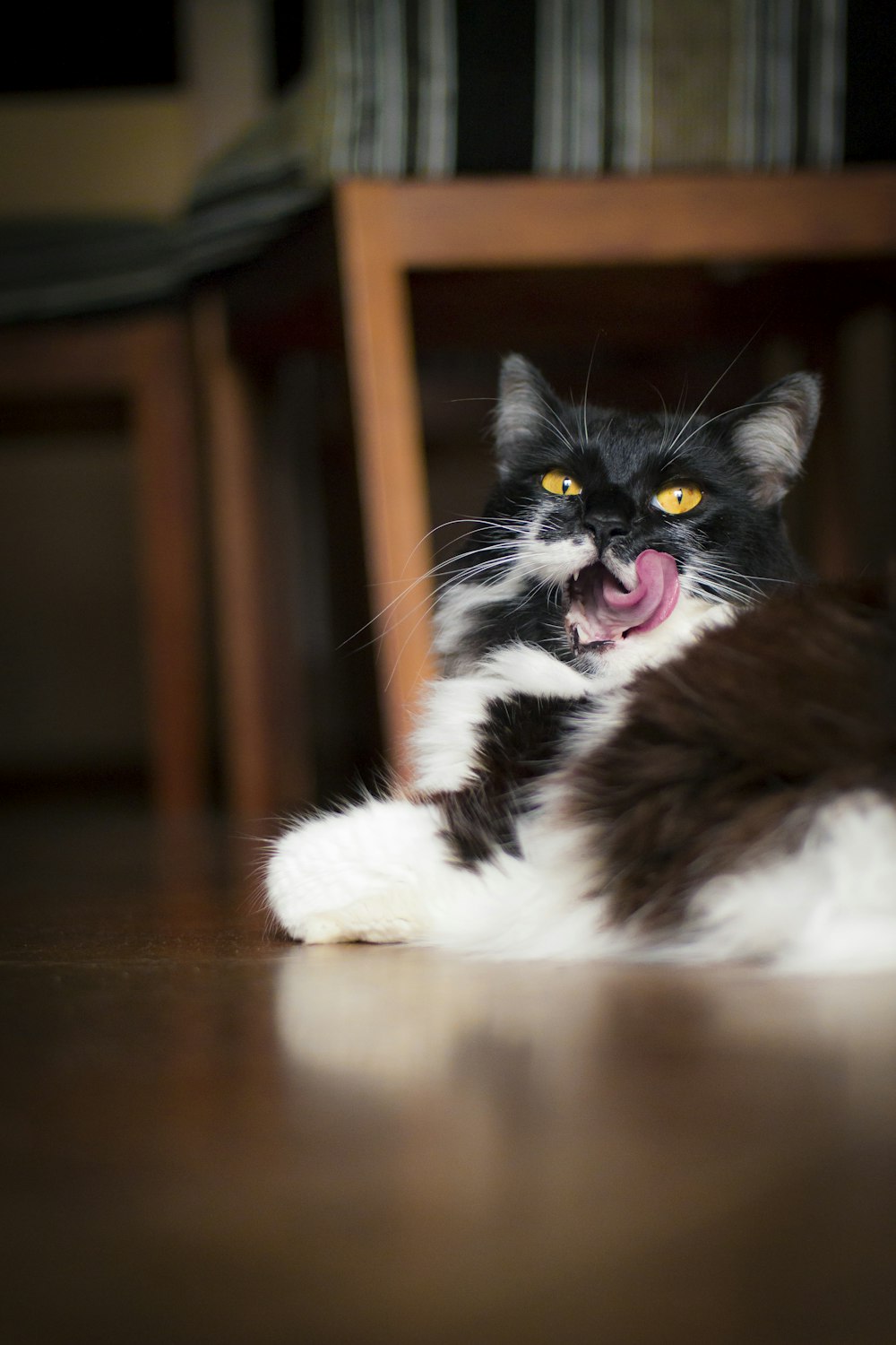 black and white tuxedo cat on brown wooden floor