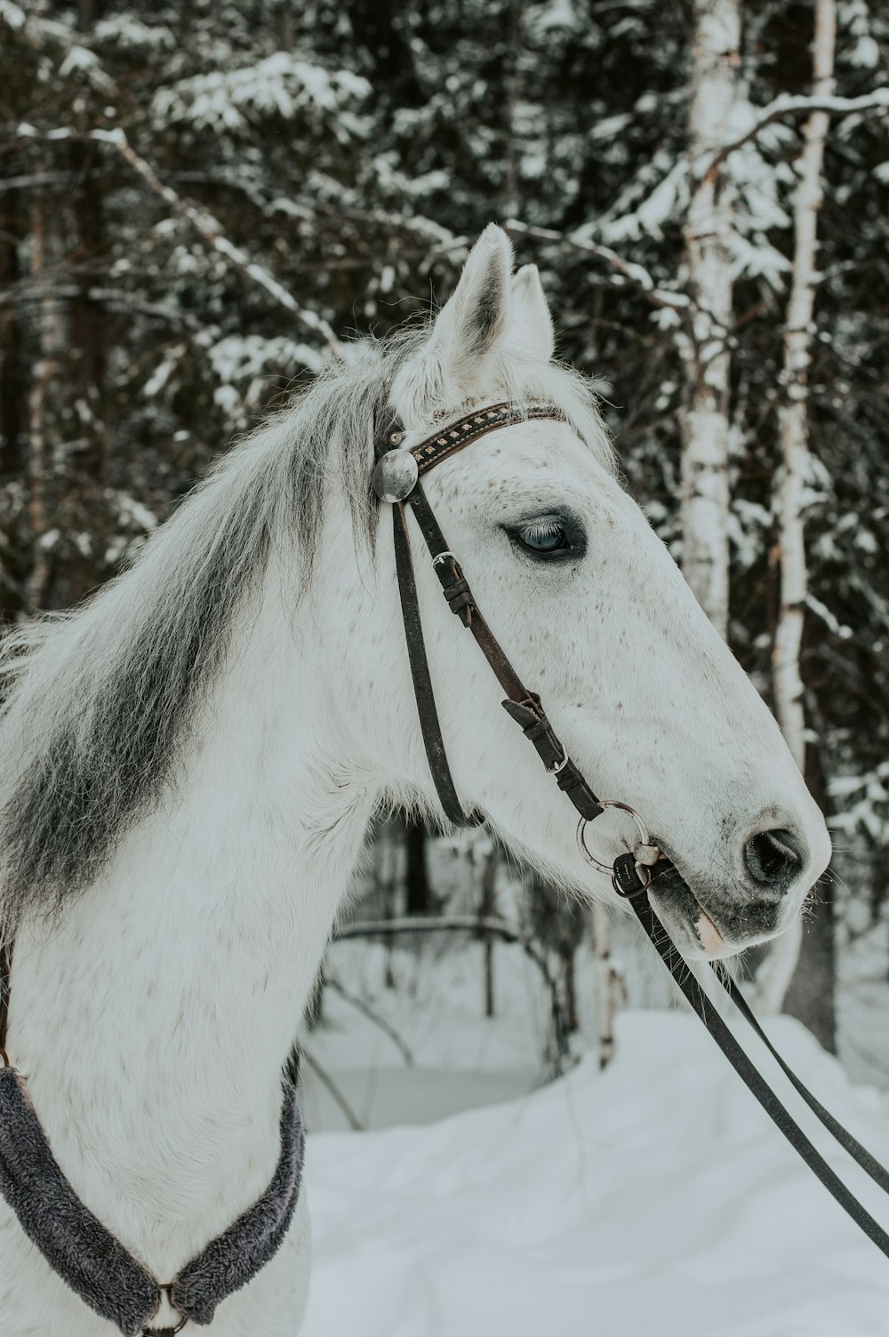 white horse