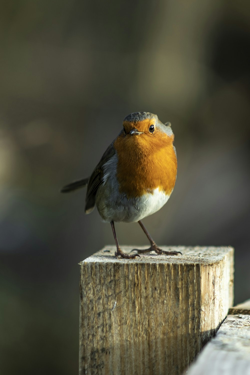 orange and white bird on top of brown wooden post