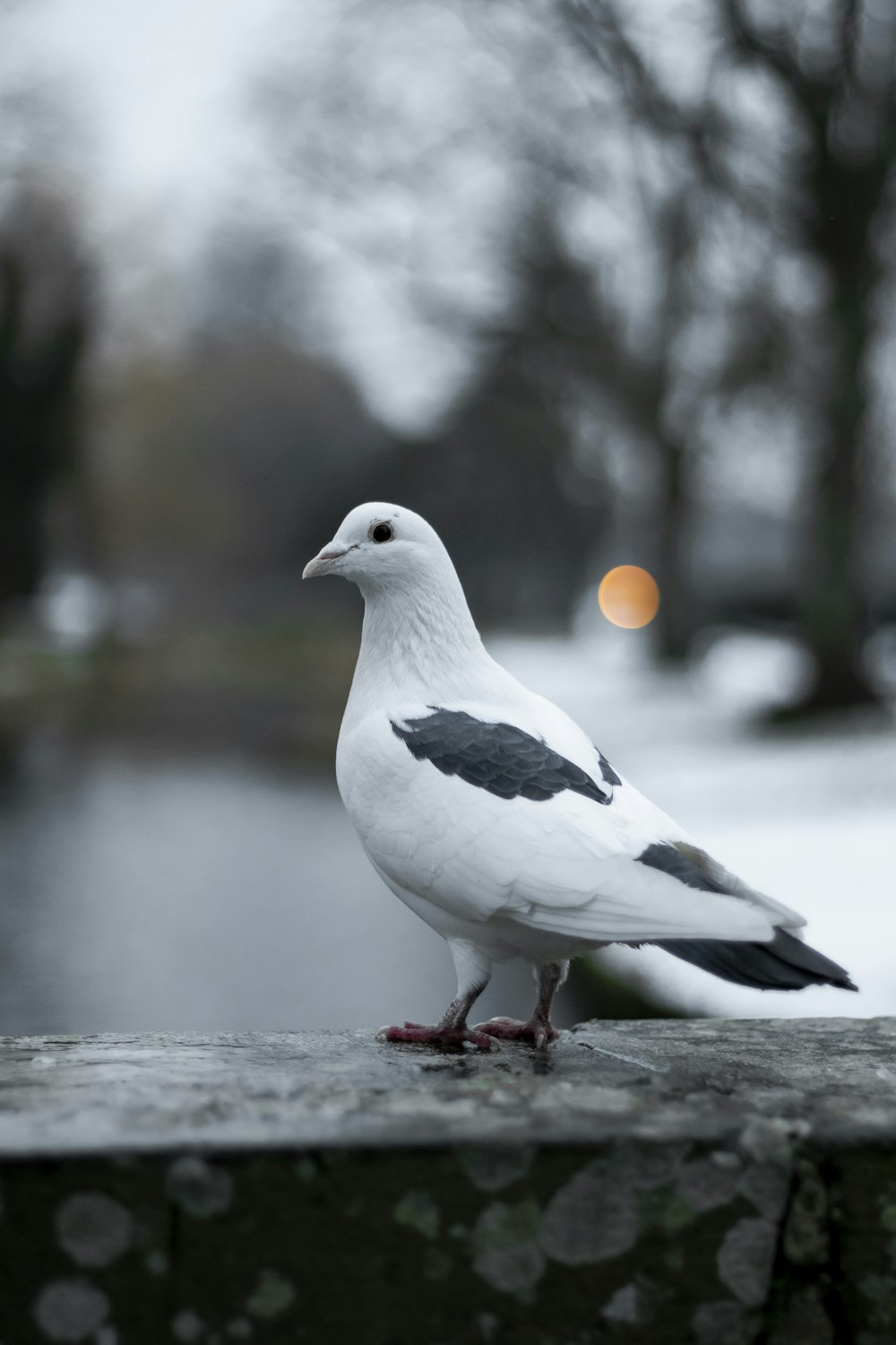 Fotografía de enfoque de cambio de inclinación de paloma blanca