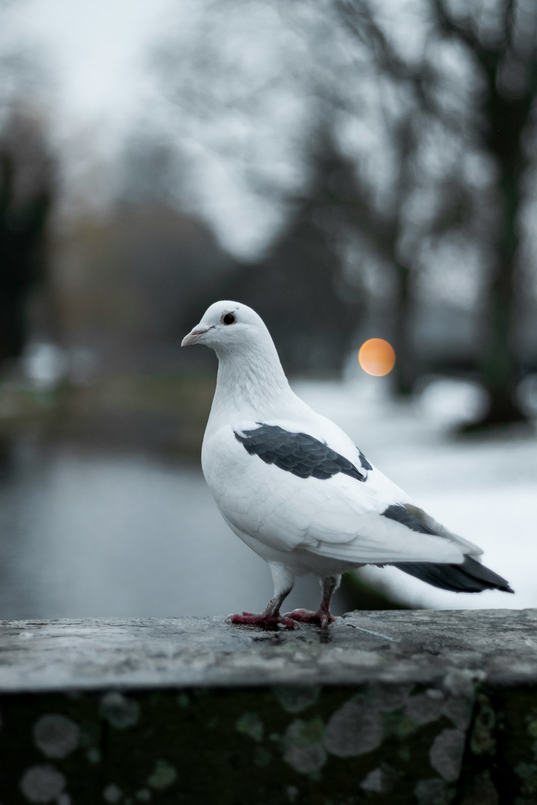  tilt shift focus photography of white pigeon pigeon