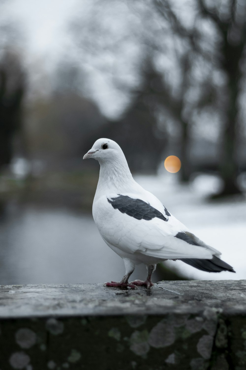 tilt shift focus photography of white pigeon