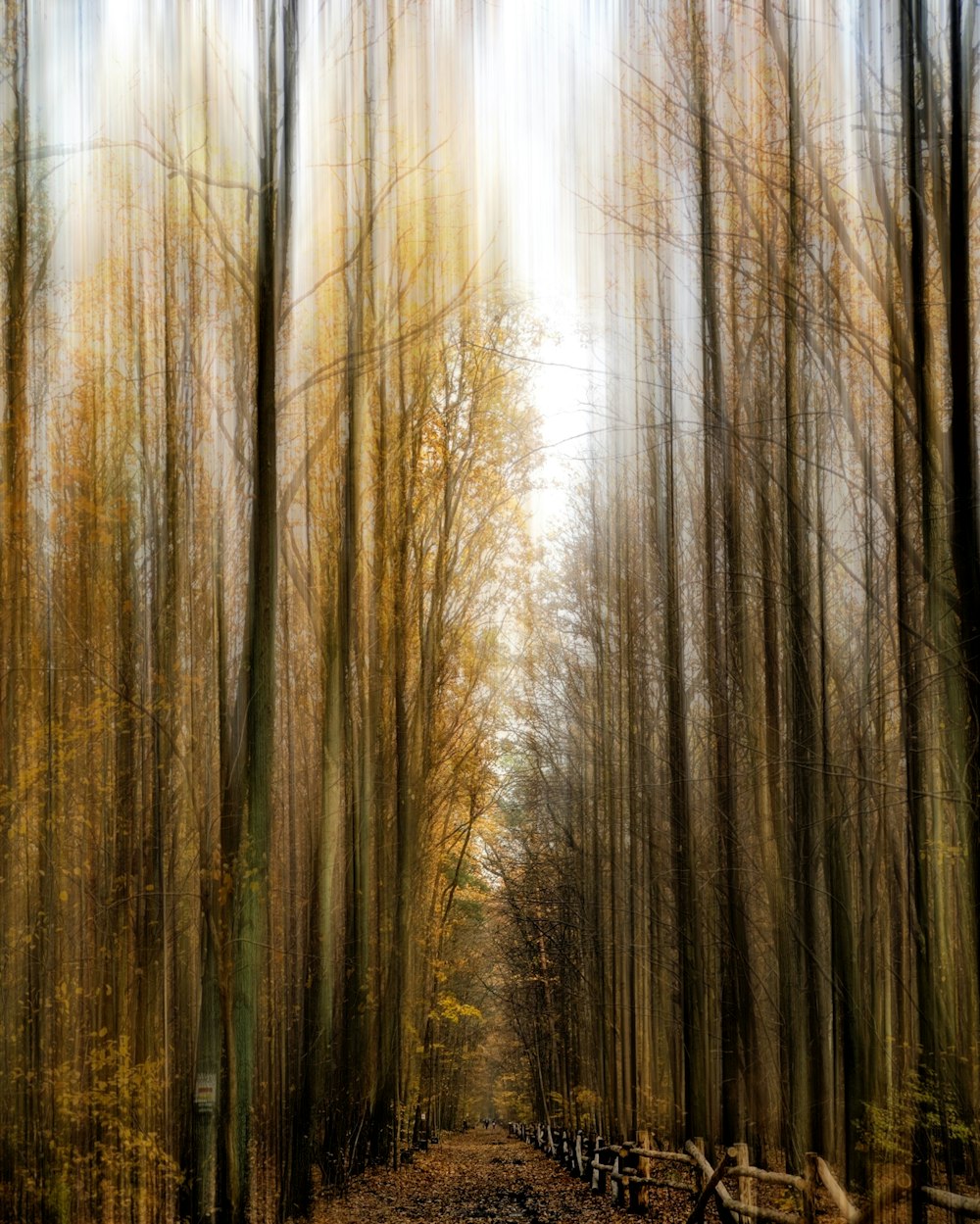 sentiero marrone circondato da alberi