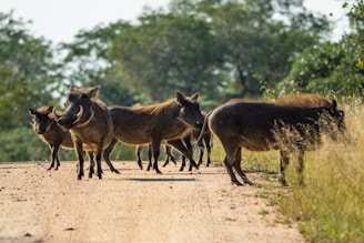 herd of brown wild boars on focus photography