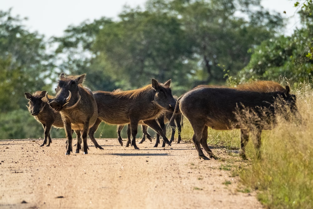 herd of brown wild boars on focus photography