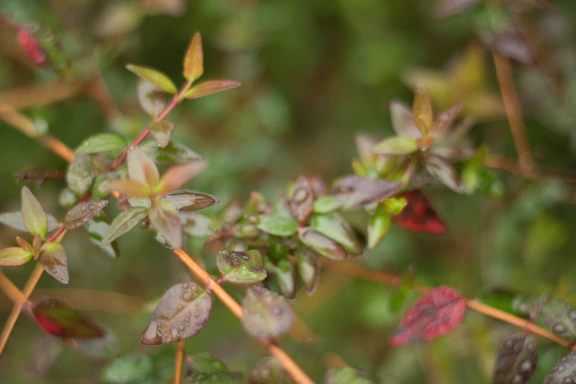 A close-up of a watercolor painting featuring delicate forest leaves in shades of green and terracotta.