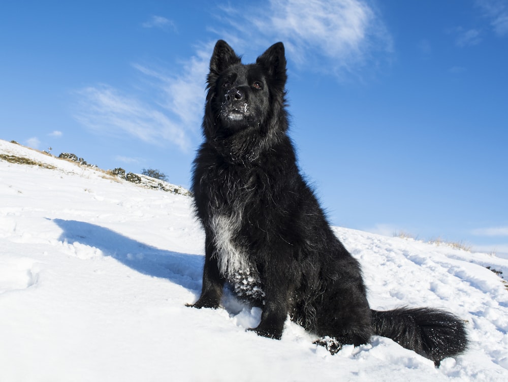 낮 동안 눈밭에 앉아있는 성인 검은 벨기에 양치기 개