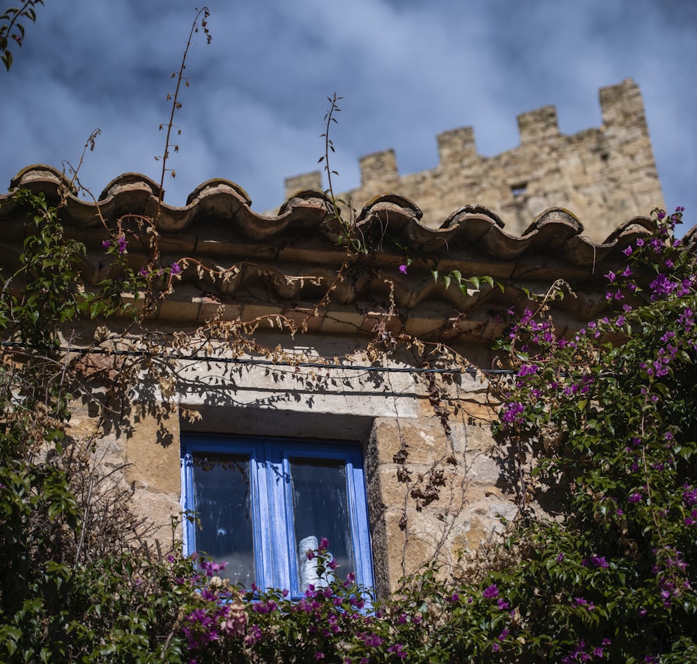 flor de pétalos púrpuras cerca de la ventana