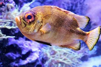 Explore Cairns Aquarium