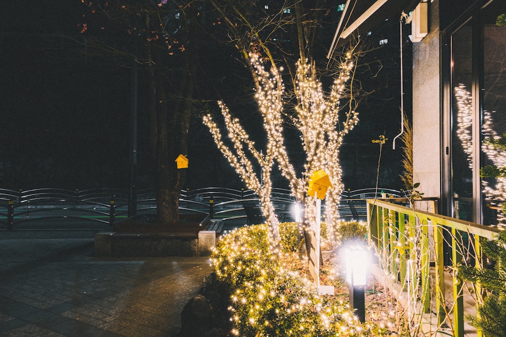 lighted plants during nighttime