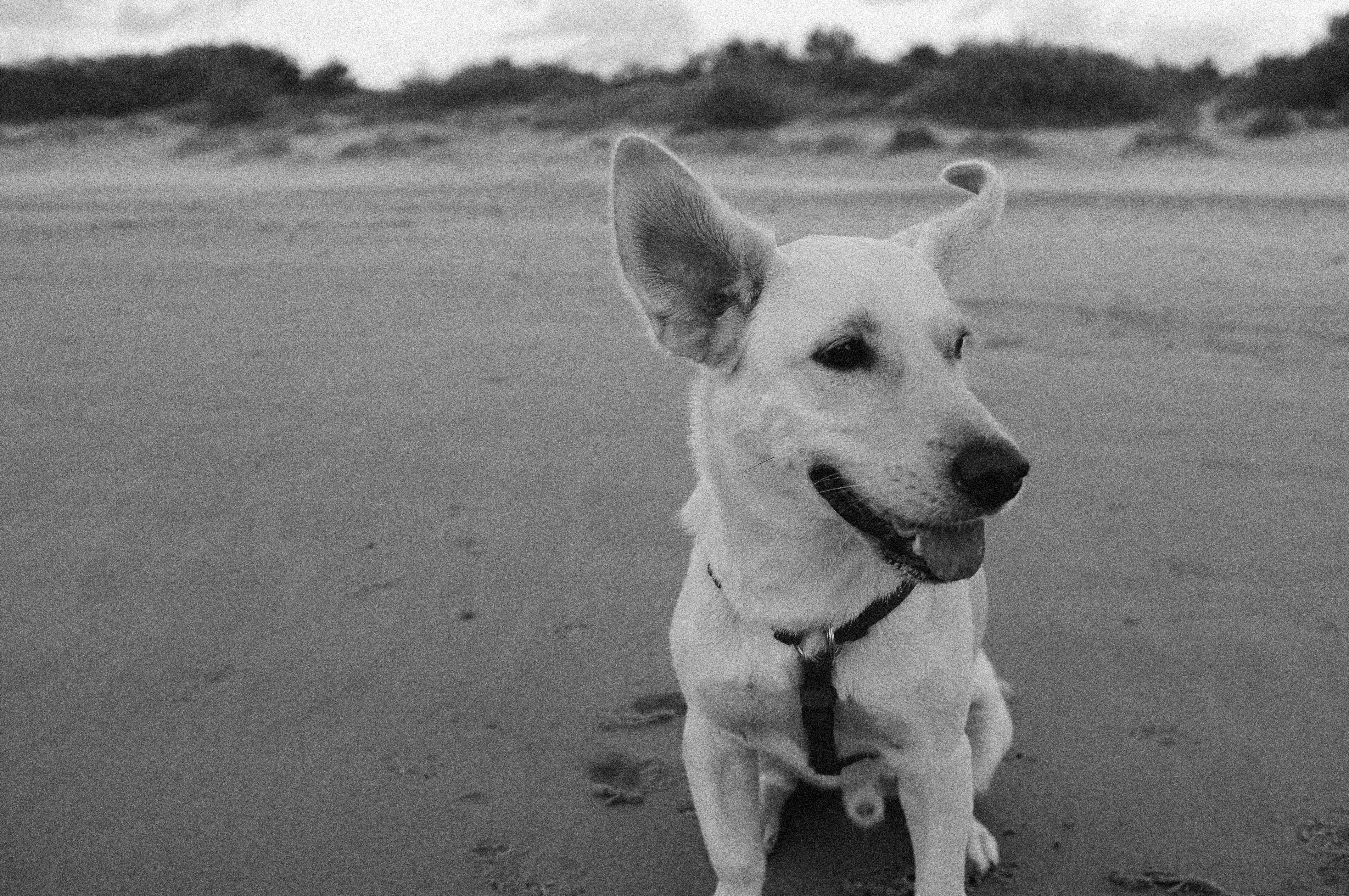 Graustufenfotografie des Hundes