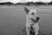 grayscale photography of dog