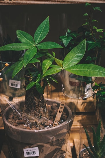 A potted plant with broad, glossy green leaves is wrapped in transparent plastic. The plant pot is filled with small rocks and sits on a wooden shelf. A wooden stick with writing is placed in the soil, and a price tag is visible on the pot.
