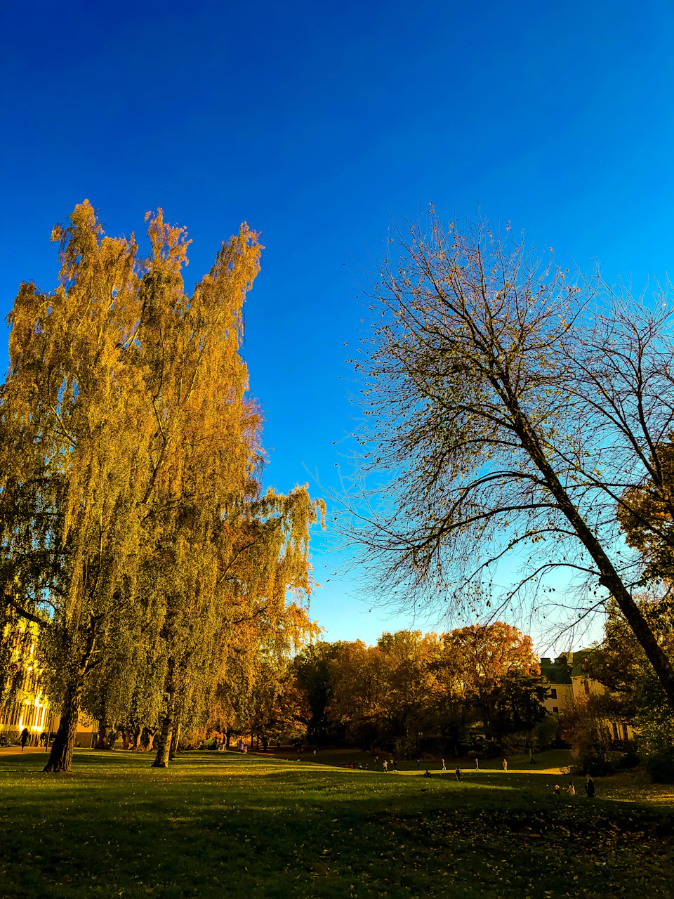 Two tall trees stand side by side with one having vibrant yellow leaves and bare