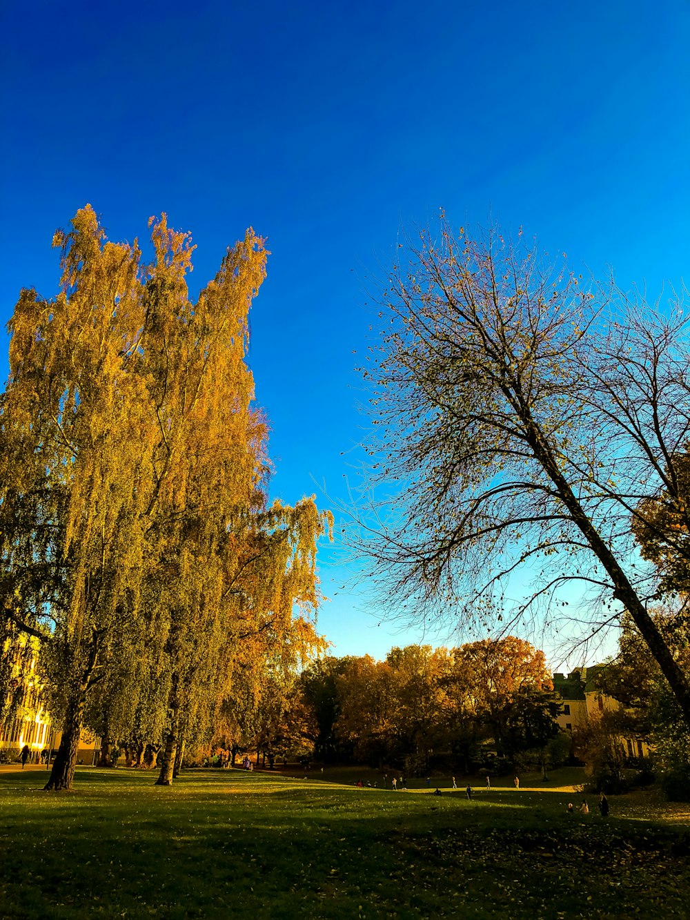 gelber Weidenbaum unter blauem Himmel