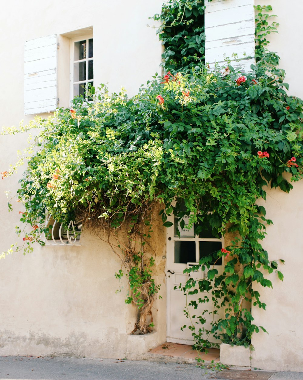 closed door under green-leafed plants