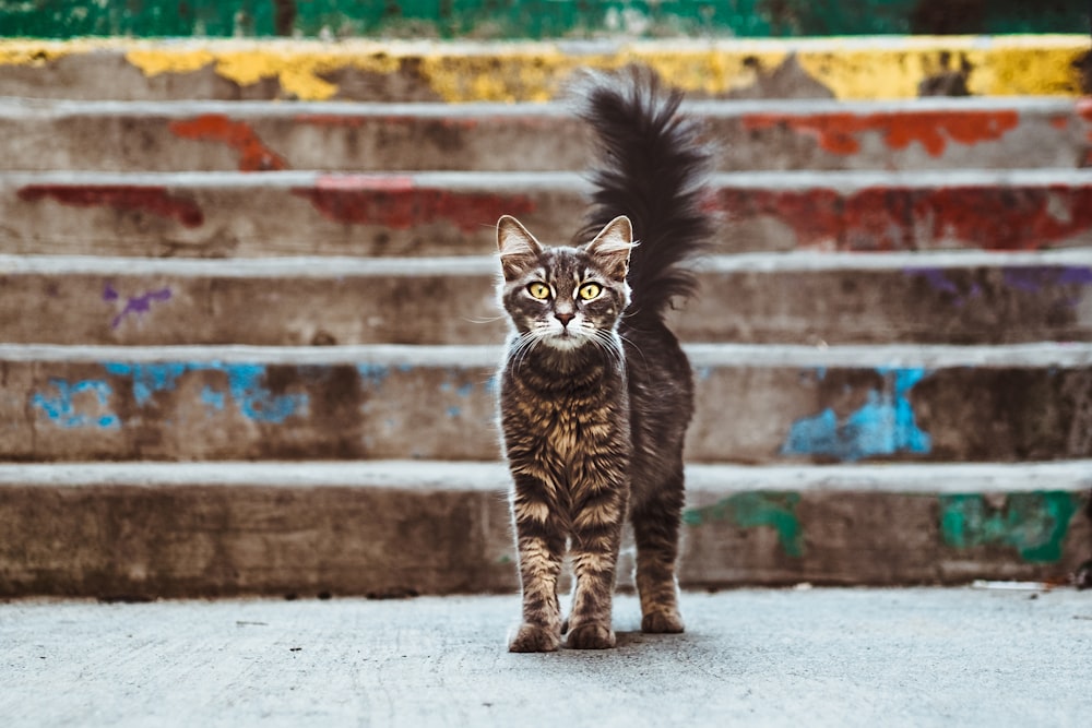 Gato cinza e marrom perto das escadas