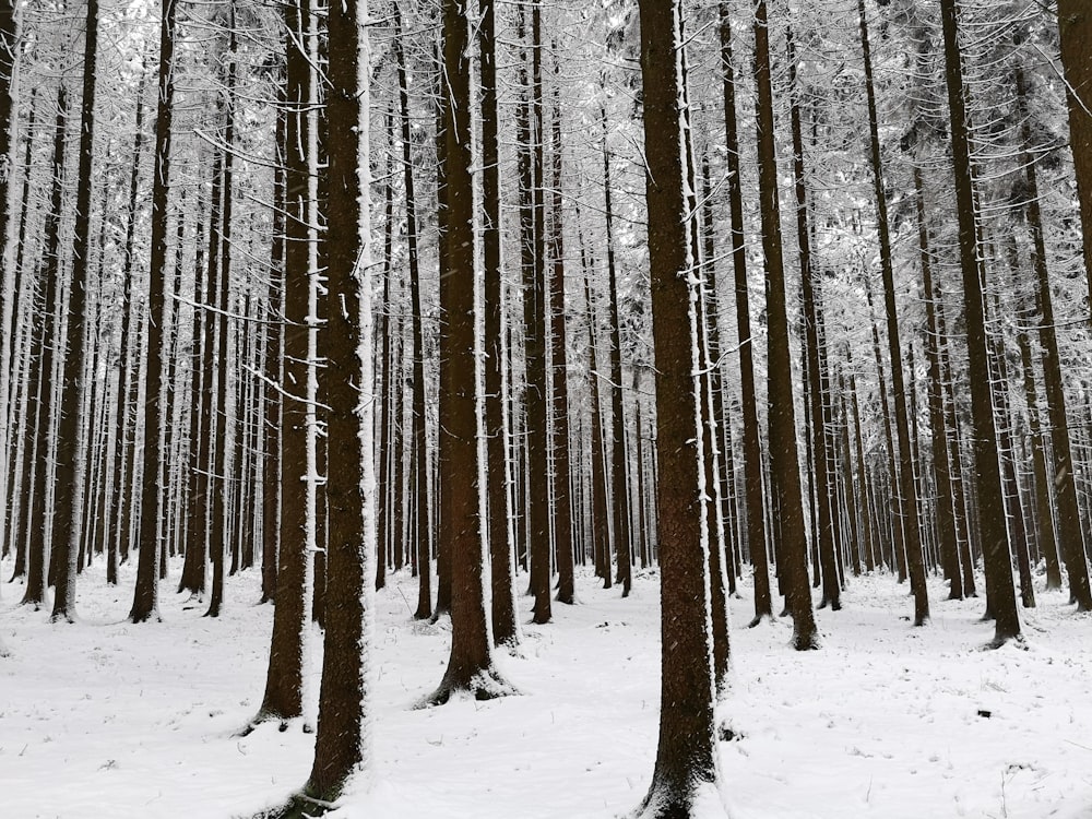 茶色の木々と雪に覆われた地面