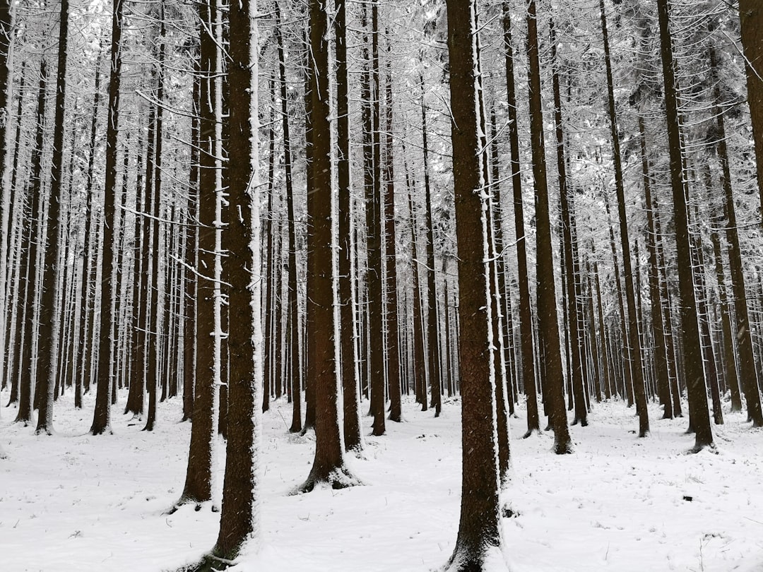 Forest photo spot Unnamed Road Pegnitz