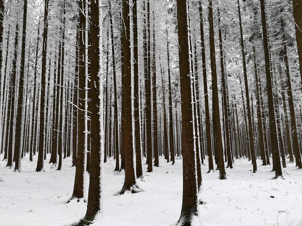 brown trees and ground covered with snow