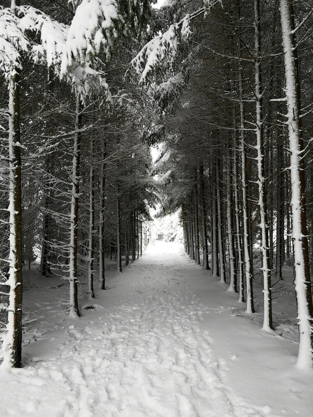 pathway between trees coated with snow